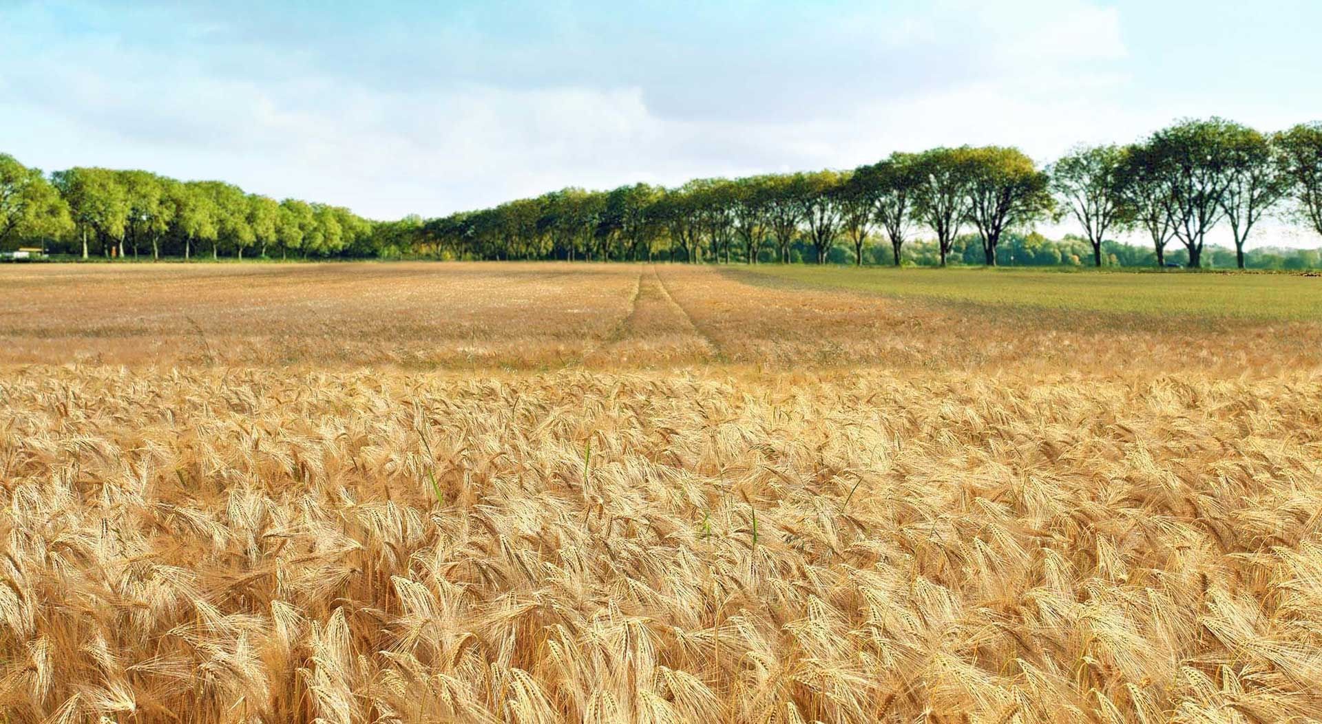 Getreidefeld mit grünen Bäumen am Horizont unter blauem Himmel.